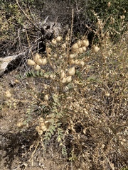 Astragalus oocarpus
