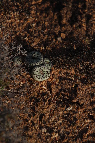 Conophytum obcordellum