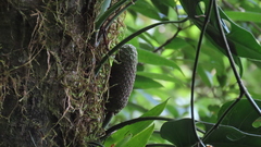Monstera siltepecana