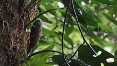Monstera siltepecana