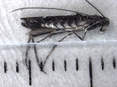 Conopomorpha cyanospila