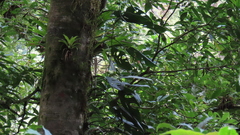 Monstera siltepecana