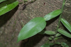 Pothos chinensis