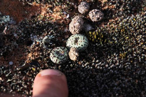 Conophytum obcordellum