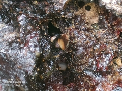 Geniotrigona thoracica
