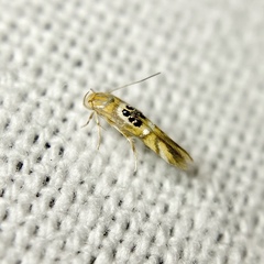 Hieromantis ephodophora