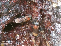 Geniotrigona thoracica