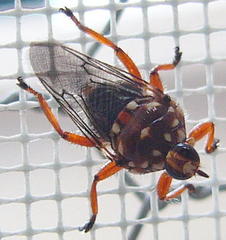 Hippobosca rufipes