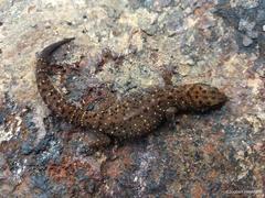 Pachydactylus affinis