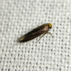 Craniosara pyrotricha