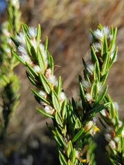 Aotus lanigera
