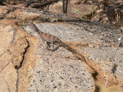 Diporiphora