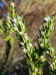 Aotus lanigera