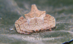 Epicadus taczanowskii