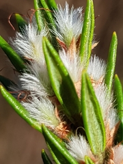 Aotus lanigera