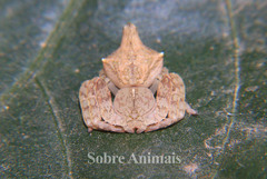 Epicadus taczanowskii