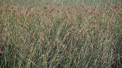 Schoenoplectus scirpoides