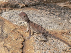 Diporiphora