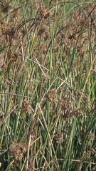 Schoenoplectus scirpoides