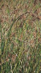 Schoenoplectus scirpoides