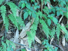 Amauropelta beddomei