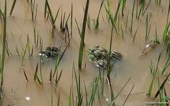 Pyxicephalus adspersus