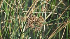 Schoenoplectus scirpoides