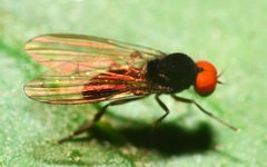 Callomyiinae