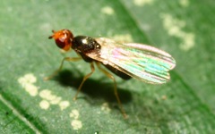 Chamaepsila