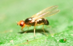 Chamaepsila