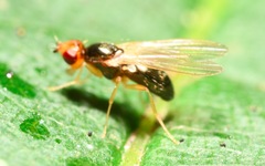 Chamaepsila