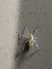 Calaphidina