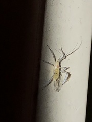 Calaphidina
