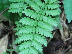 Amauropelta beddomei