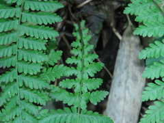 Amauropelta beddomei