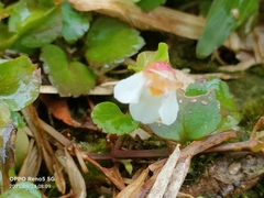 Torenia polygonoides