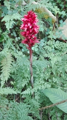 Stenorrhynchos speciosum