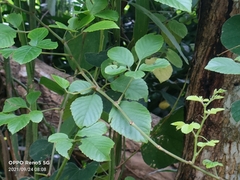 Causonis corniculata