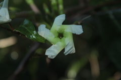 Mesechites trifidus