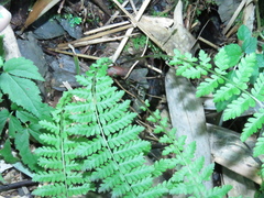 Amauropelta beddomei