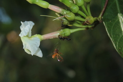 Mesechites trifidus