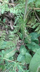Stenorrhynchos speciosum
