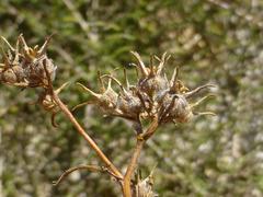 Microcodon