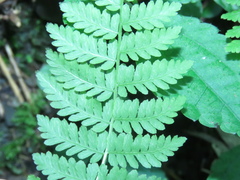 Amauropelta beddomei