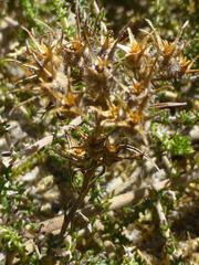Microcodon
