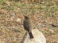Oenanthe fusca