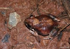 Tomopterna natalensis