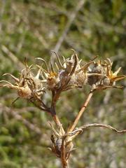 Microcodon