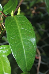 Mesechites trifidus