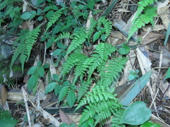 Amauropelta beddomei